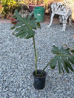 Monstera deliciosa
