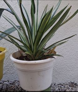 Variegated Agave Plant in White Pot