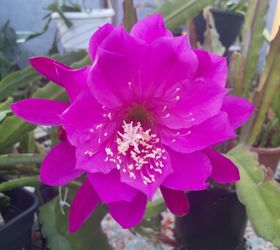 Epiphyllum morocco