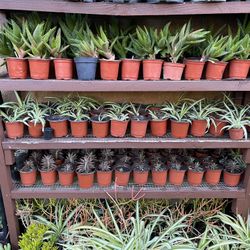 Plants/Succulents/ Orchid Trees