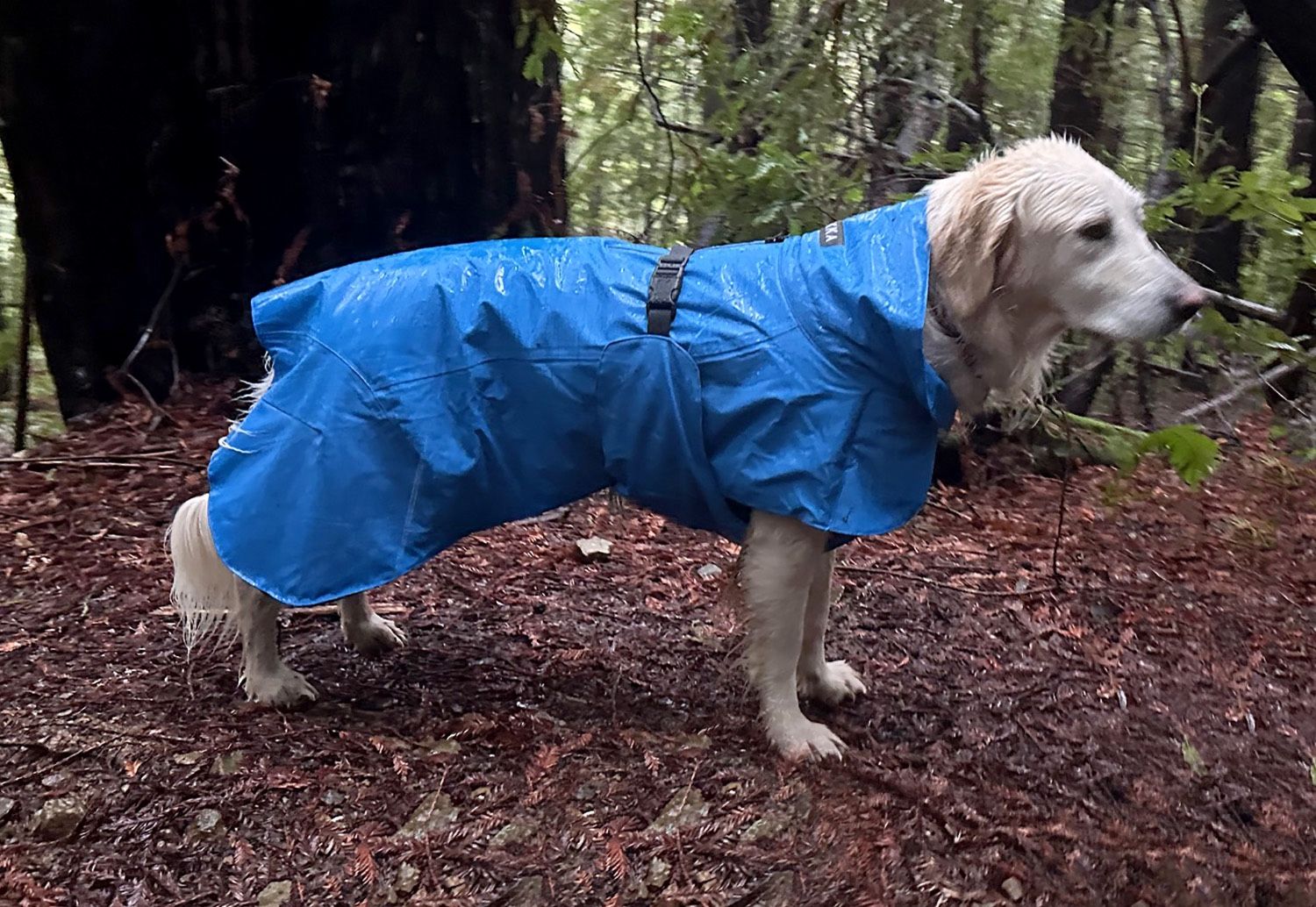 Paikka Dog Rain Jacket/coat