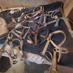 Heavy Duty Halters 