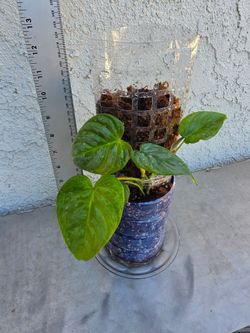 Philodendron Majestic Plants on Moss Pole