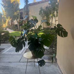LARGE Monstera houseplant in pot