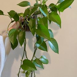 Long Golden Pothos