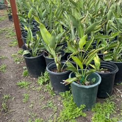 Birds Of Paradise Plants
