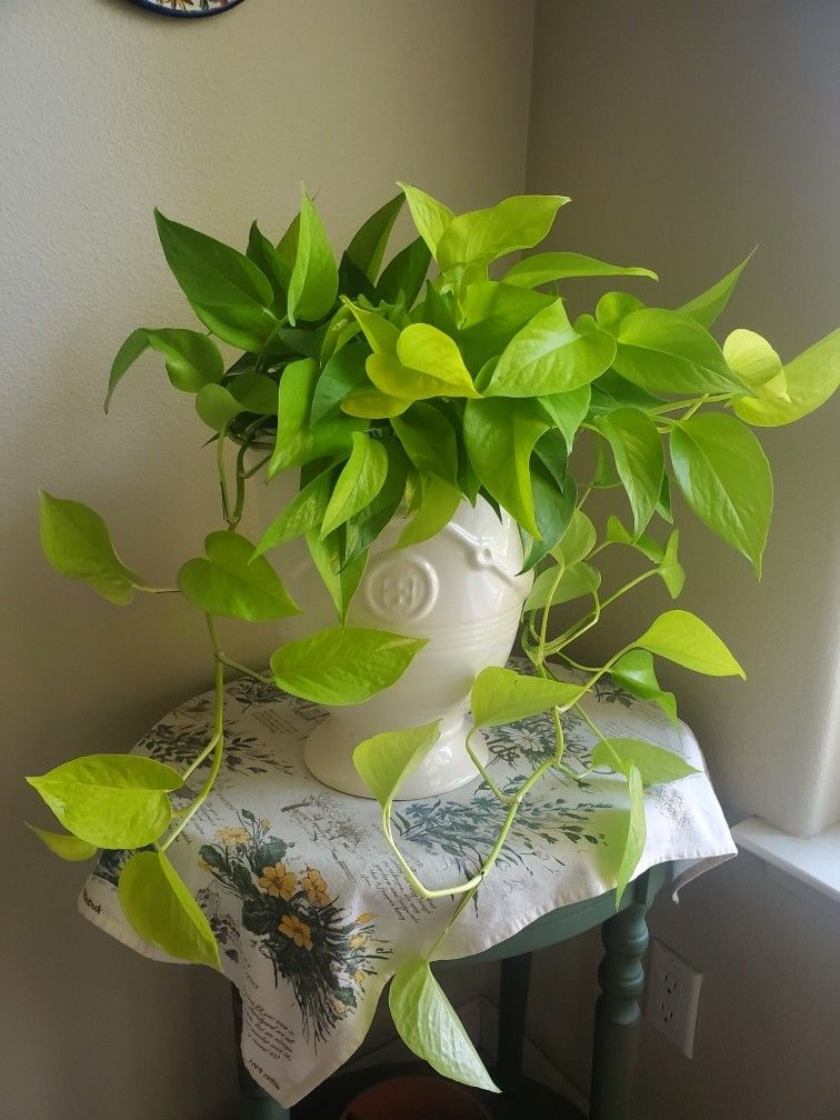 Neon Pothos And Ceramic Pot