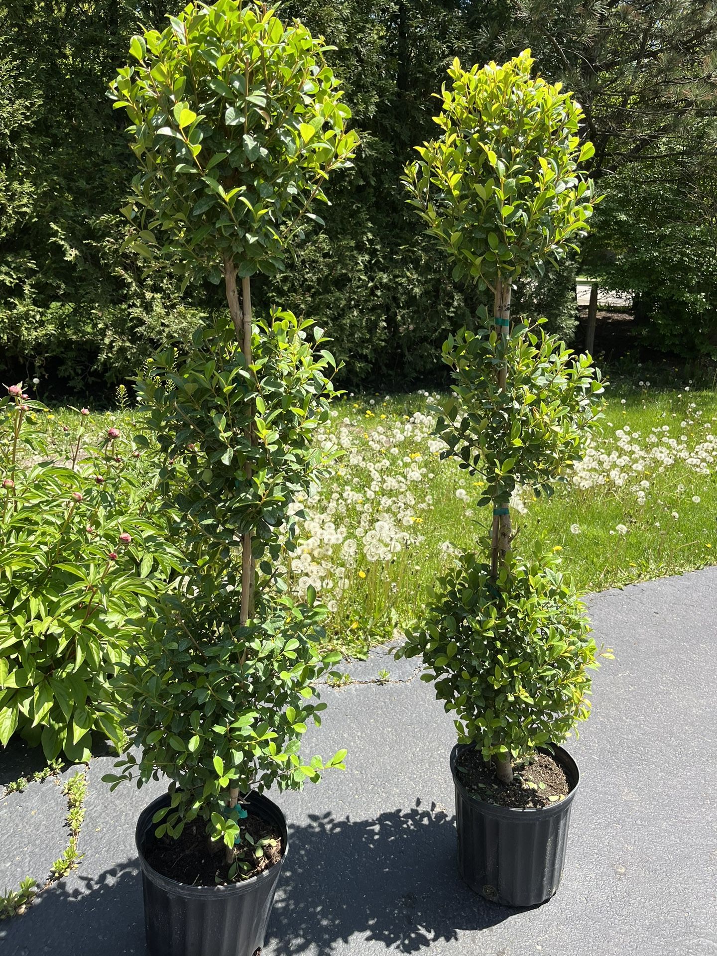 Set of Two Real Topiary Trees 