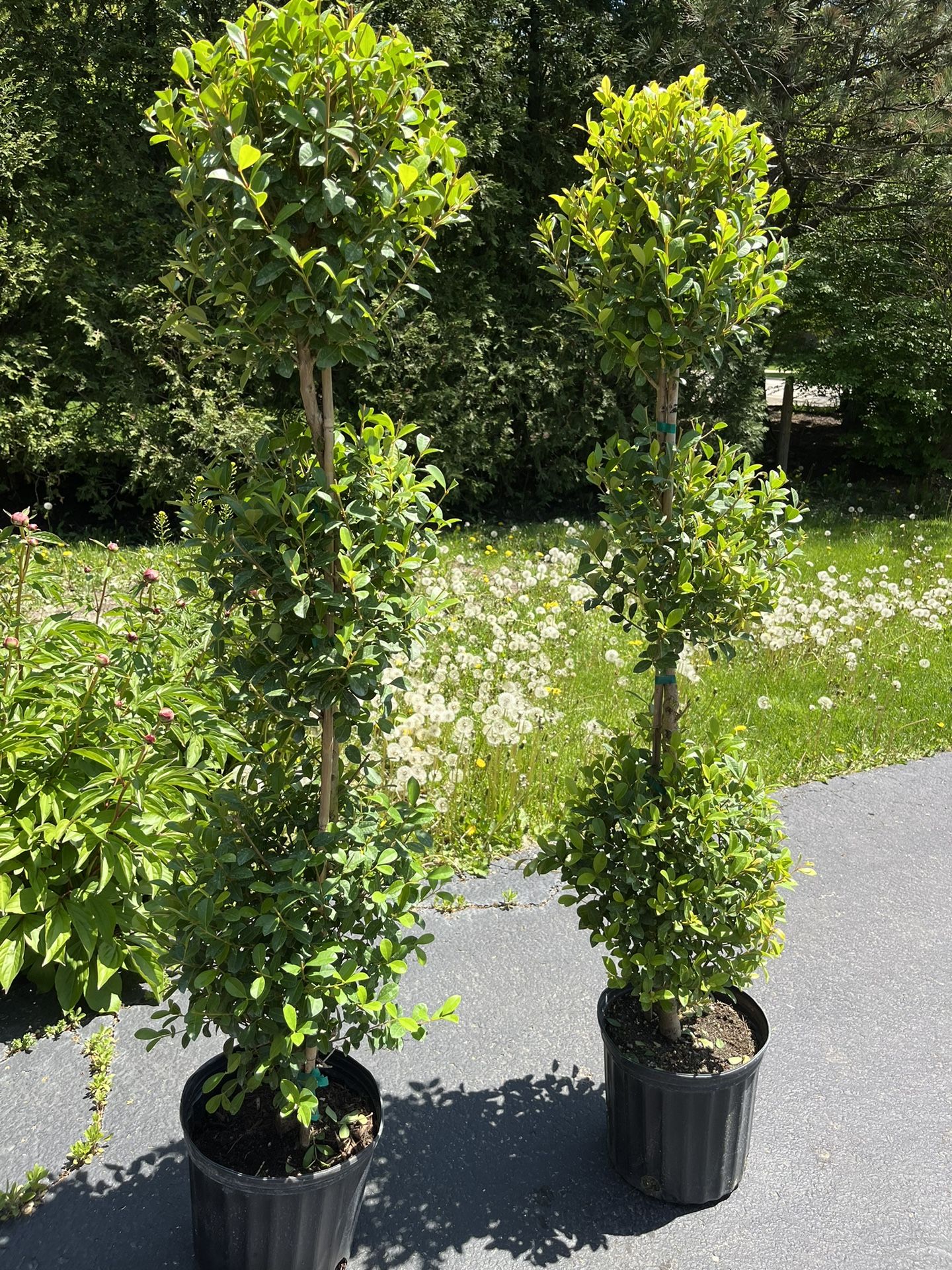 Set of Two Real Topiary Trees