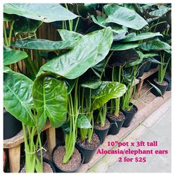 Plants (10”pot Alocasia/ elephant ears 2 for $25)