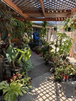house plants sale hoyas, many different types of plants excellent prices