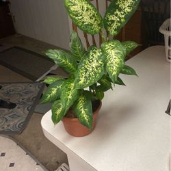 Tropical Plant