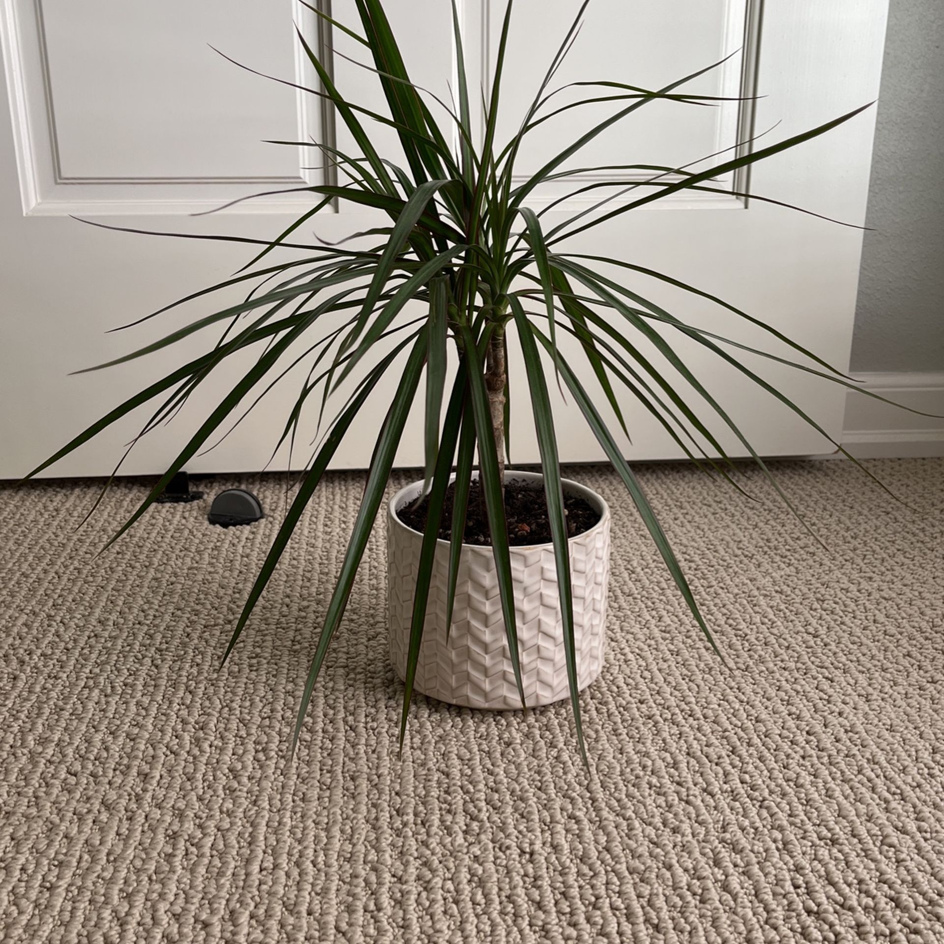 Plant With Pot