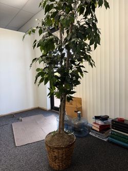 Large Artificial Ficus Tree in Wicker Basket