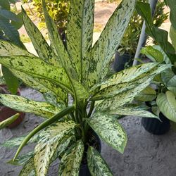 Dumb Cane Plant 