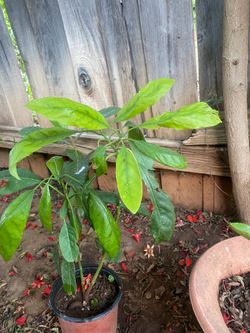 Avocado tree