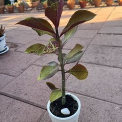 Homegrown tall beautiful africa milk bush plant in ceramic pot 