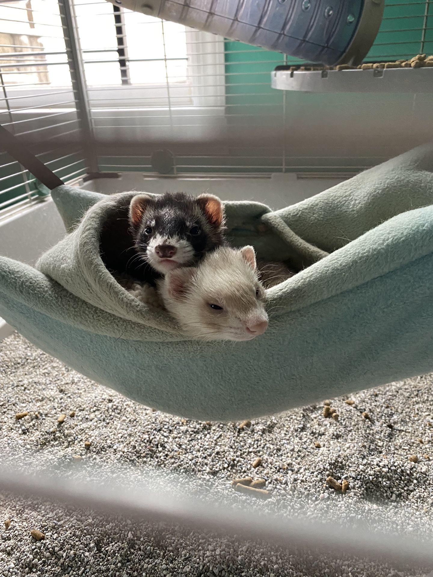 Pair Of Ferrets