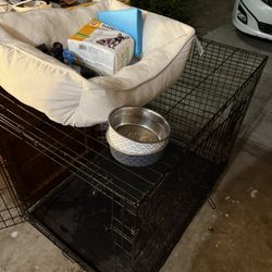 Dog Necessities 
