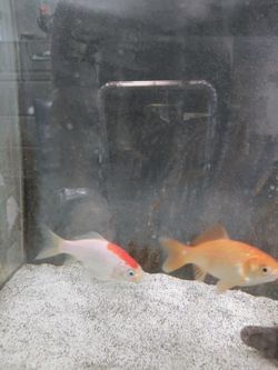 Free Gold Fish