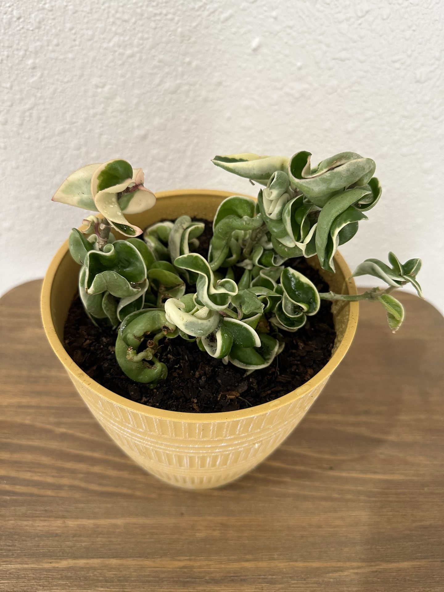 Variegated Hoya Carnosa Compacta