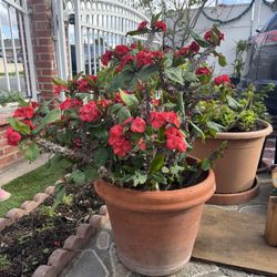 Crown of Thorns plant