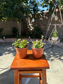 Live 🪴 Jade Plant, Elephant & Elephant Variegated Succulent Mix