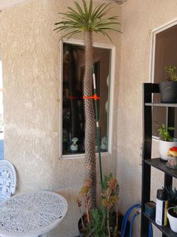 Madagascar Palm 6ft