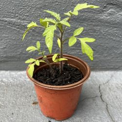 Cherokee Purple Tomato Plant