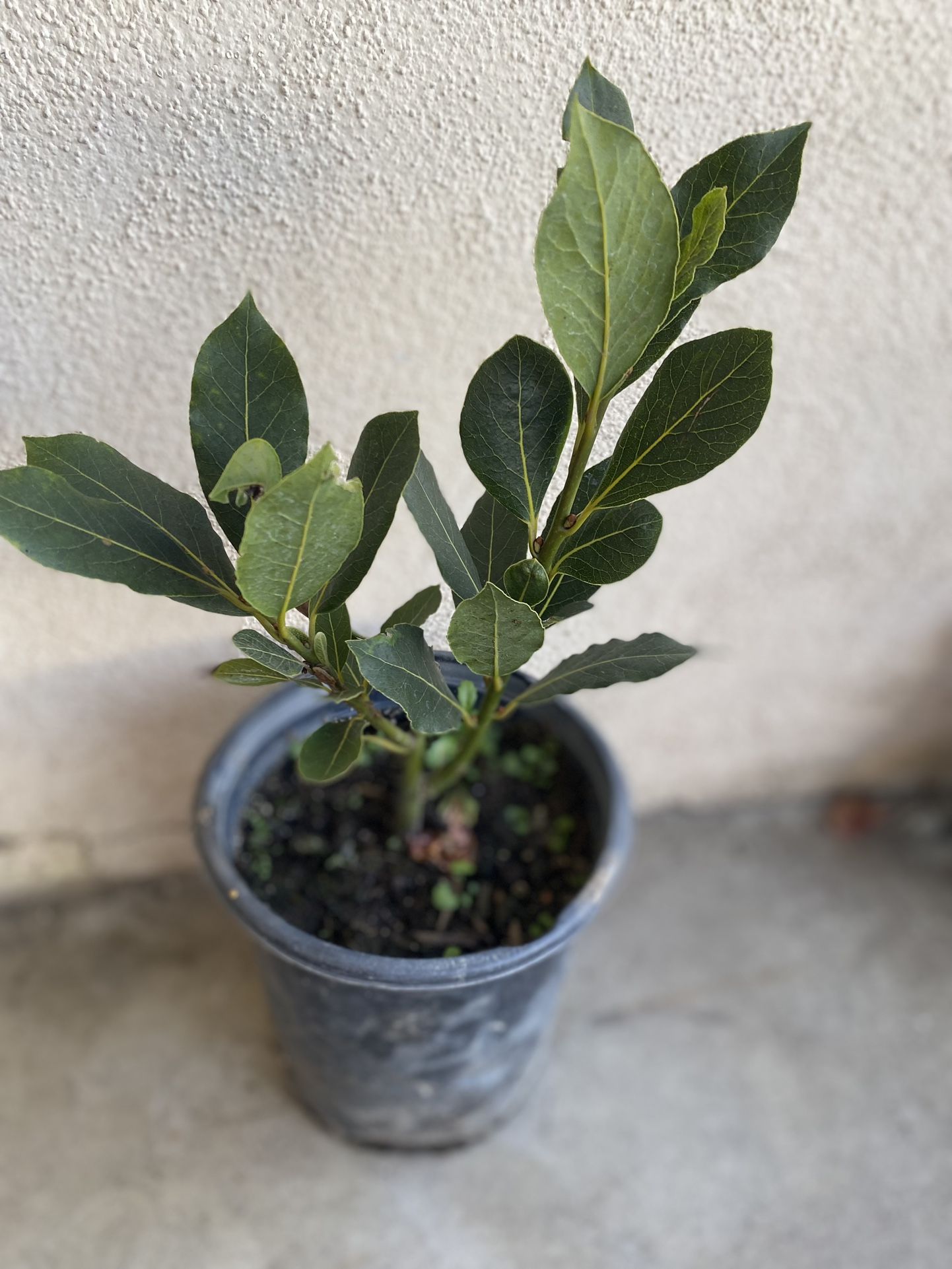 Laurus Bay Leaf Plant , In 1 Gallón Pot Pick Up Only