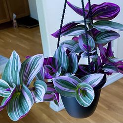 Tradescantia Nanouk Plant in Hanging Pot 💜 / Free Delivery Available 