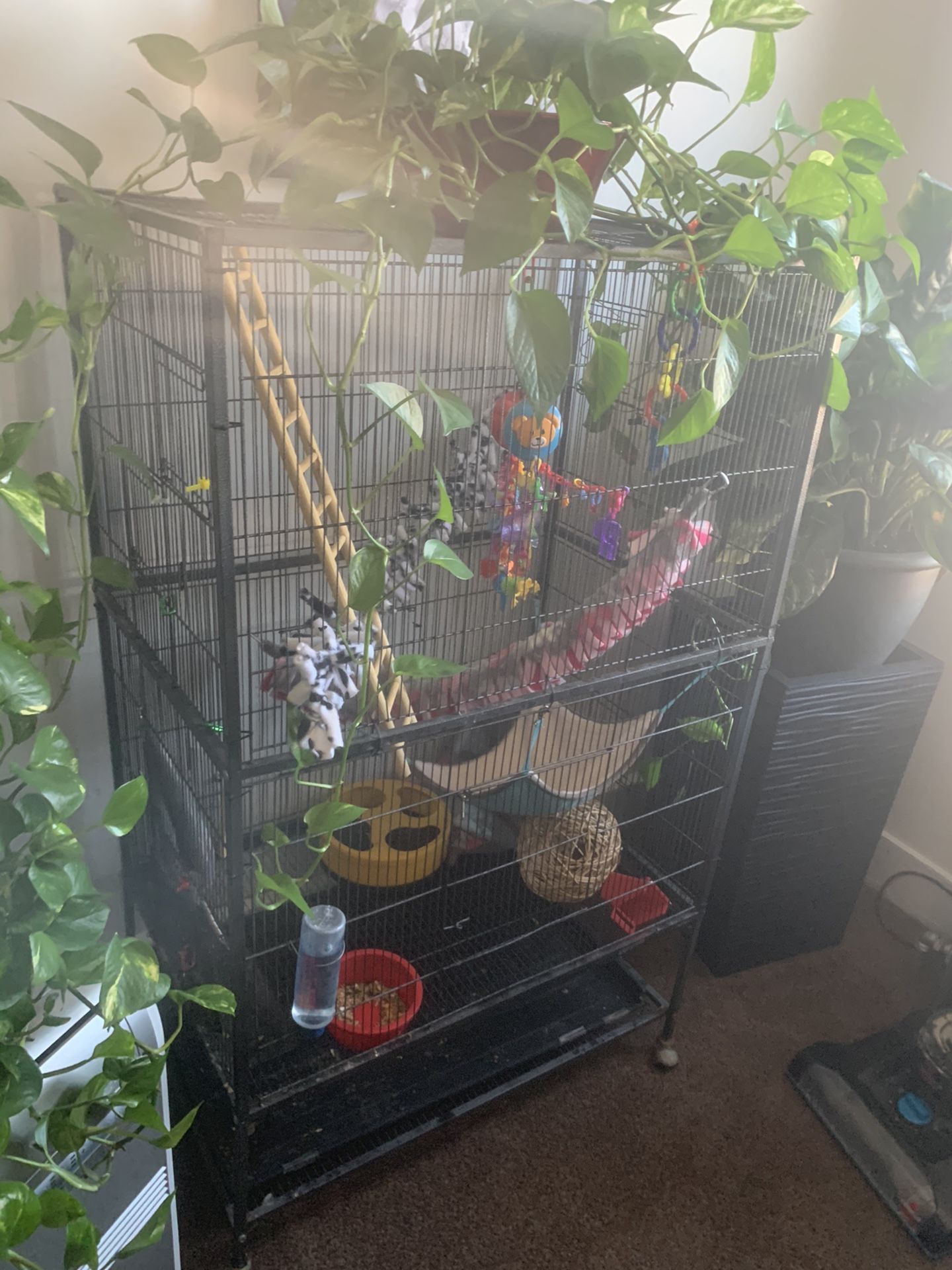 Sugar glider with cage and everything inside