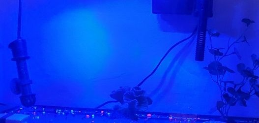 10 GALLON GLOW TANK