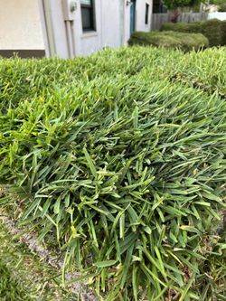 St. Augustine Sod Harvested Daily!🌱🌱