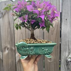 Bougainvillea Bonsai 