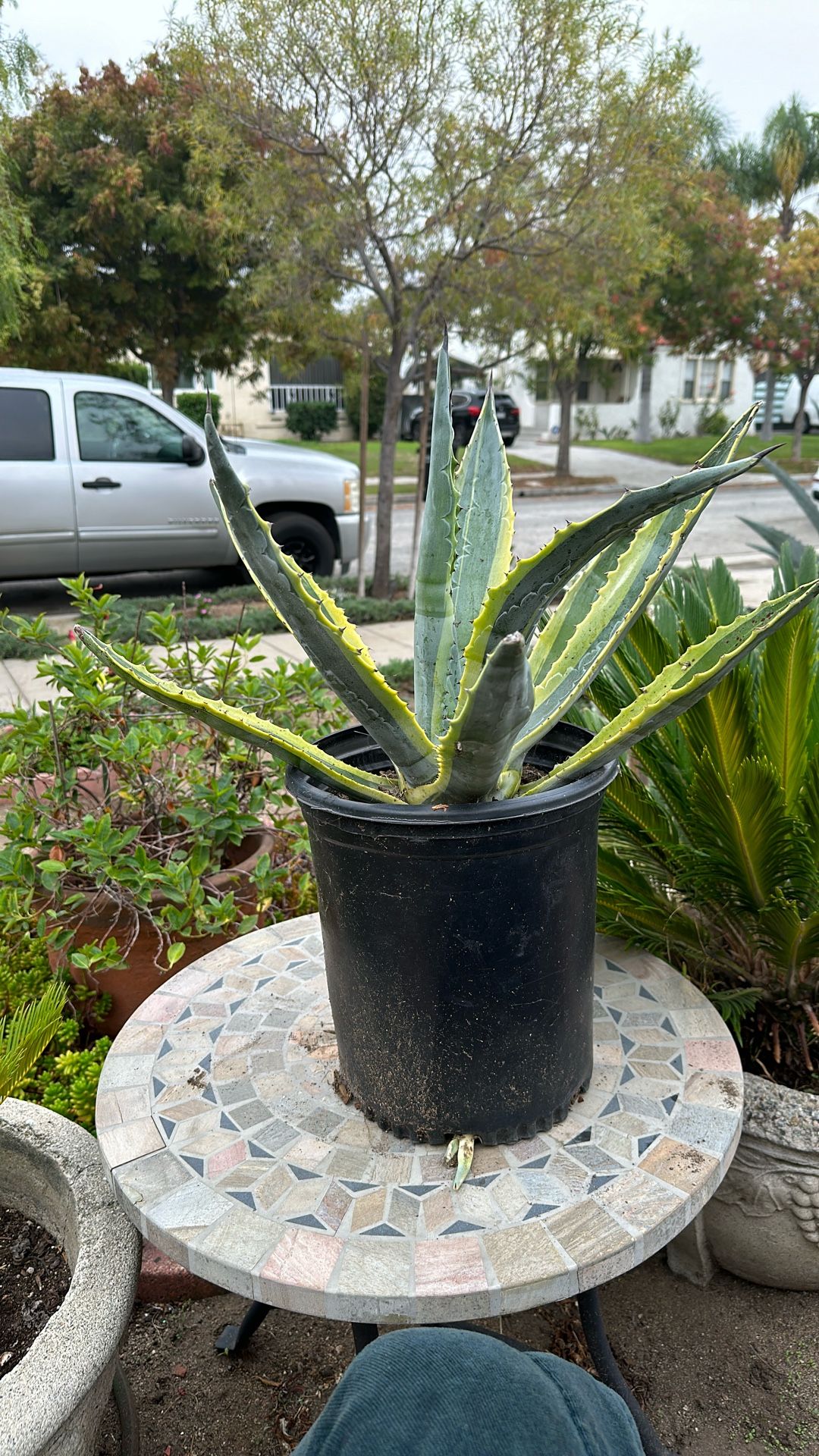 American Century Plant... 18 Inches Of Growth