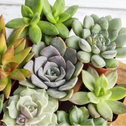 Cactus And Succulents