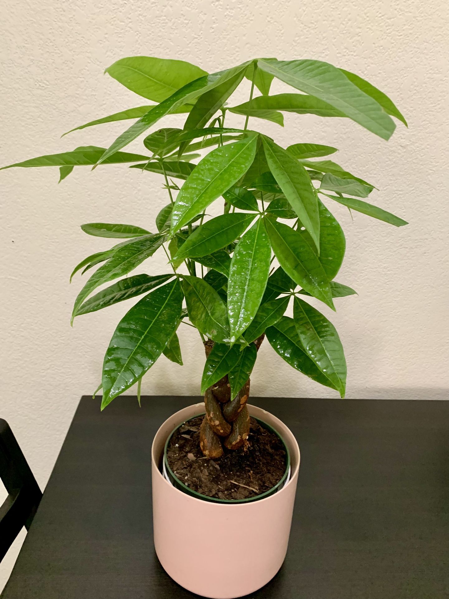 ♥️Braided Gud Luck Money Tree 6”NURSERY pot(PLS READ DESCRIPTION)