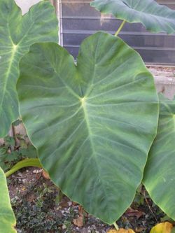 Elephant ears annual plant