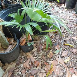 Chinese fan palm starting at $ 3
