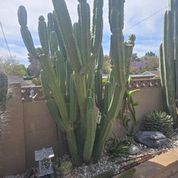 Cactua