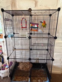 Lovebirds with cage