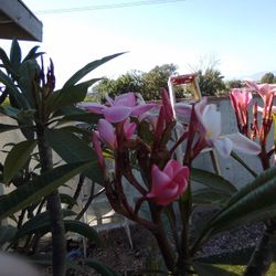 Plum Plumerias Beautiful Plants Six Different Plants In One