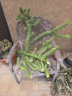 Cactus