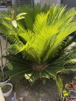 Sago Palm Tree