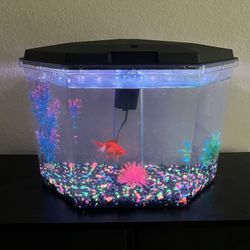Fish Tank 