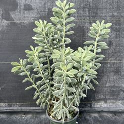 8” Succulent 