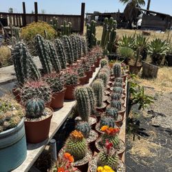 Cactus & Succulents (Read Description)