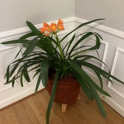 Cailiva Plant Only No Pot 