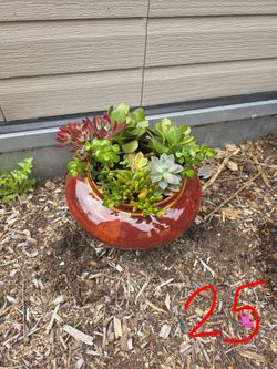 Beautiful Healthy Succulent Arrangements
